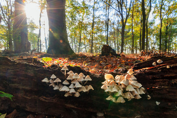 Obraz premium Beautiful group of small toadstools on a fallen tree trunk in autumn in the forest in the Netherlands at sunrise