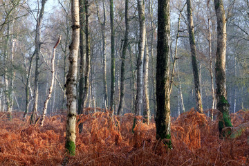 Beautiful birch trees in autumn in the forest in the Netherlands with vibrant red ferns on the floor
