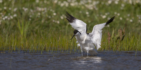 Avocette élégante - Recurvirostra avosetta - Pied Avocet