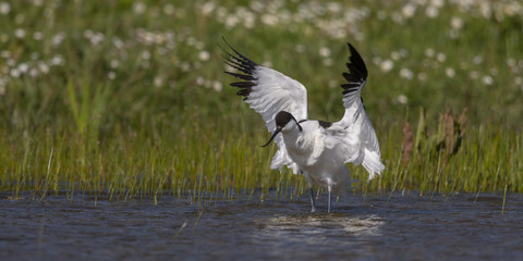 Avocette élégante - Recurvirostra avosetta - Pied Avocet