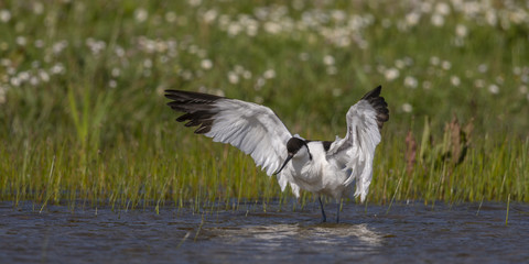 Avocette élégante - Recurvirostra avosetta - Pied Avocet