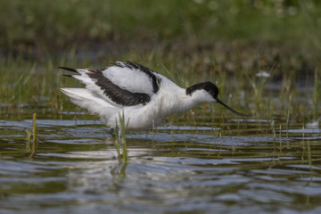 Avocette élégante - Recurvirostra avosetta - Pied Avocet