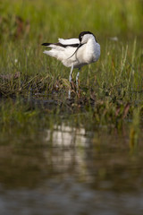 Avocette élégante - Recurvirostra avosetta - Pied Avocet