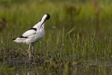 Avocette élégante - Recurvirostra avosetta - Pied Avocet