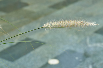 mission grass on blur water background