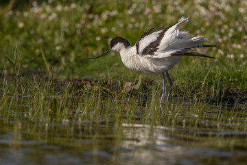 Avocette élégante - Recurvirostra avosetta - Pied Avocet