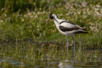Avocette élégante - Recurvirostra avosetta - Pied Avocet