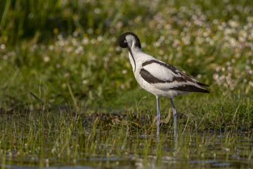 Avocette élégante - Recurvirostra avosetta - Pied Avocet