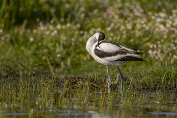 Avocette élégante - Recurvirostra avosetta - Pied Avocet