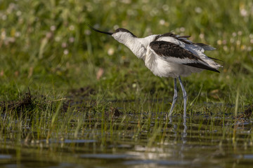Avocette élégante - Recurvirostra avosetta - Pied Avocet