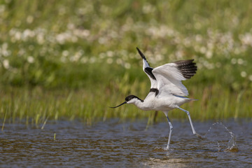 Avocette élégante - Recurvirostra avosetta - Pied Avocet