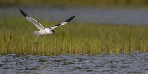 Avocette élégante - Recurvirostra avosetta - Pied Avocet