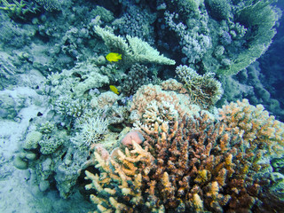 Naklejka na ściany i meble Fish Swiming in Transparent Red Sea Water and Coral Reef Formations in Egypt
