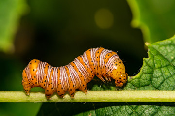 Beautiful Wood Nymph Caterpillar (Eudryas grata)