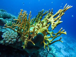 Fish Swiming in Transparent Red Sea Water and Coral Reef Formations in Egypt