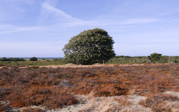 Laesoe / Denmark: Single tree on the edge between the parched heath landscape and the green coastal wetland of Holtemmen in front of the Kattegat Sea in the dry summer of 2018