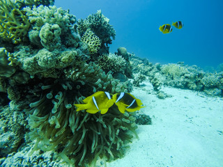 Couple of Nemo Fish near their Anemone and Red Sea Coral Reef in Egypt