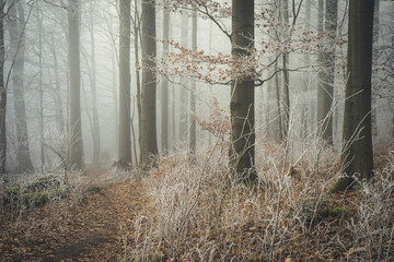 Pfad durch frostigen Winterwald im Nebel