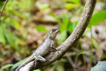 Lizards on the branches in the forest