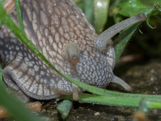 Edible snail 