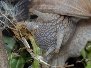 Edible snail 