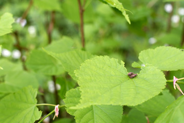 Sex beetles to continue offspring in the forest on the leaves of the hazel