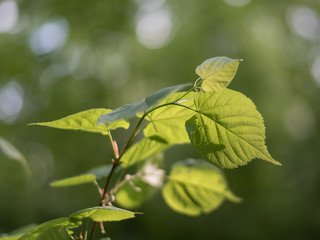 Linden leaves in the sun on a background of green foliage in the forest 