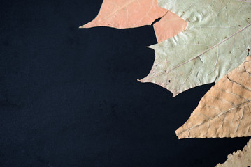 Dry autumn leaves on a dark background close up