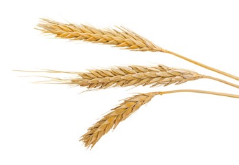 Closeup of Golden Barley / Wheat Plants