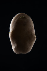Profilo di patata