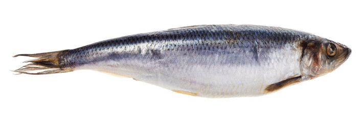salted herring isolated on white