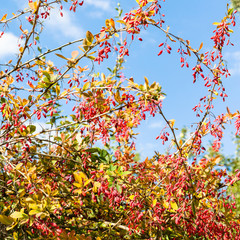 colorful barberry with ripe fruits in autumn day