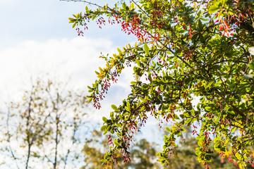 twigs of barberry bush with ripe fruits in evening
