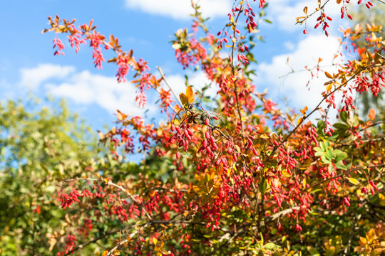 colorful branches of barberry with ripe fruits