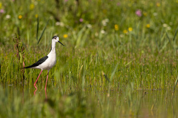 Échasse blanche - Himantopus himantopus - Black-winged Stilt