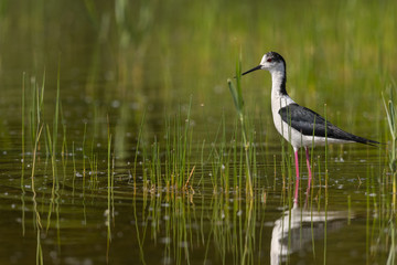 Échasse blanche - Himantopus himantopus - Black-winged Stilt