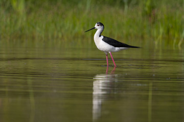 Échasse blanche - Himantopus himantopus - Black-winged Stilt