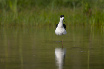 Échasse blanche - Himantopus himantopus - Black-winged Stilt