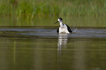 Échasse blanche - Himantopus himantopus - Black-winged Stilt