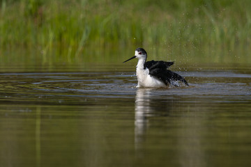 Échasse blanche - Himantopus himantopus - Black-winged Stilt