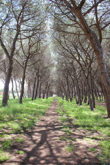 avenue of pines in a pine forest in the Maremma