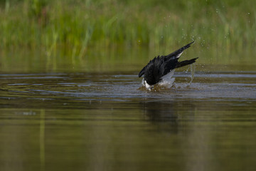 Échasse blanche - Himantopus himantopus - Black-winged Stilt