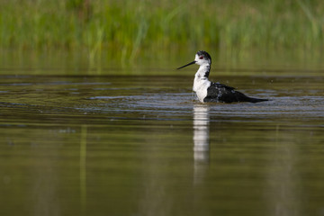 &Eacute;chasse blanche - Himantopus himantopus - Black-winged Stilt