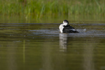 Échasse blanche - Himantopus himantopus - Black-winged Stilt