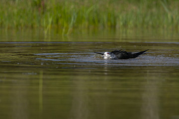 Échasse blanche - Himantopus himantopus - Black-winged Stilt