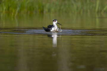 Échasse blanche - Himantopus himantopus - Black-winged Stilt