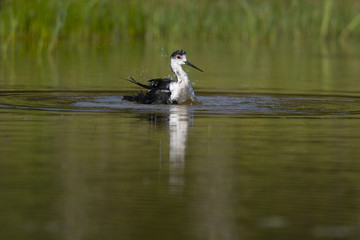 Échasse blanche - Himantopus himantopus - Black-winged Stilt