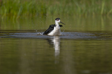 Échasse blanche - Himantopus himantopus - Black-winged Stilt