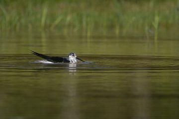 Échasse blanche - Himantopus himantopus - Black-winged Stilt