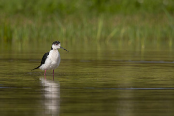 Échasse blanche - Himantopus himantopus - Black-winged Stilt